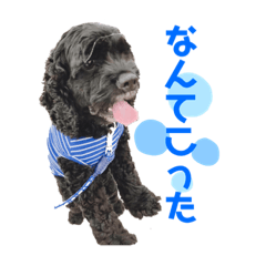 American Cocker Spaniel*2