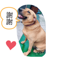 我叫乖乖！