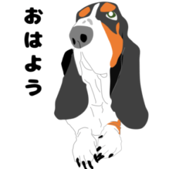 Basset Hound (tricolor)