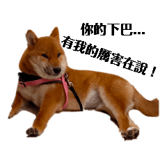 我是一隻柴犬 我很煎所以名為蚵仔煎-煎煎。