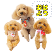 3 toy poodles Custom Sticker No.2