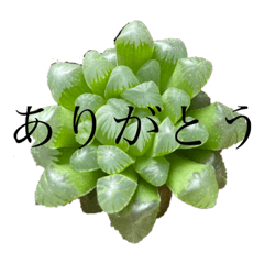 ボタニカル大きな文字スタンプ