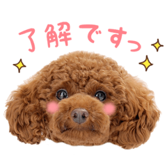 Daily use stickers (Toy poodle)