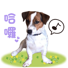 Gif is an energetic Jack Russell