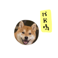 快樂小丸日記