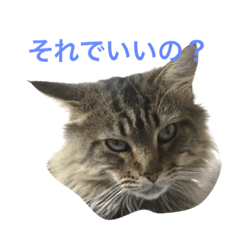 kagetora-dono
