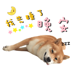 柴柴狗狗-開心Day