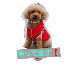 Chocolate of toy-poodle 1