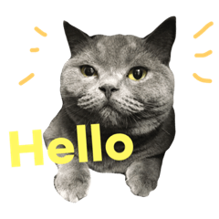 British shorthair -Lin-