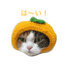 Orange cute cat