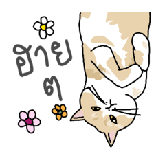 Cute Cats & Greeting