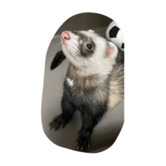 同居人のイタチ