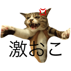 Rame cat