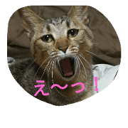 A lazy cat sue
