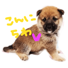 ShibainuHachi