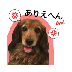 関西弁で喋るダックス犬