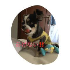 chiropi