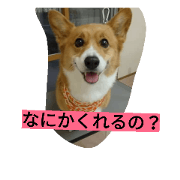 sakura is corgi