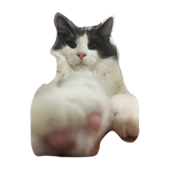 siva