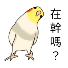 健談的長尾小鸚鵡