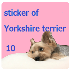 Sticker of a Yorkshire terrier10
