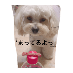 The phlegm pet dog PEKIPU eats