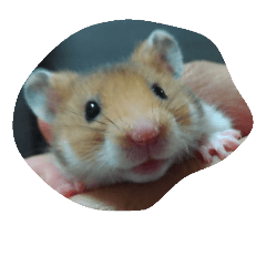 hamster MARIN