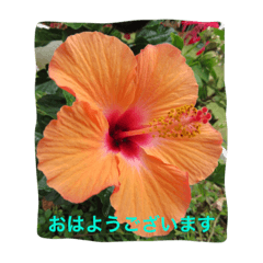 Flower fukufku
