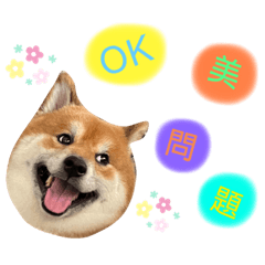 傲嬌狗的生活2