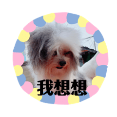 毛毛弟弟&跳跳哥哥的日常