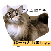 EveryDay Amu