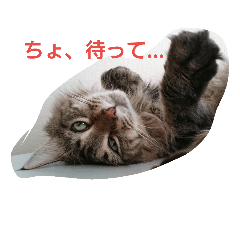 kagetora-dono2