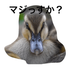 Baby Ducks (2)