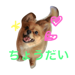 cute dog jiro