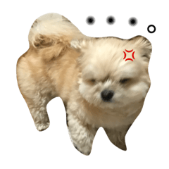 maruchapin