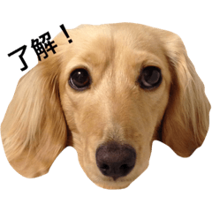 love dog japan
