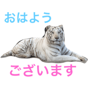 hello!animal