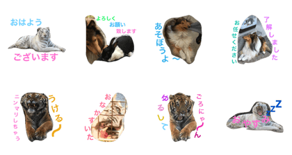 hello!animal