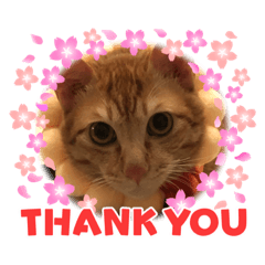 我的寶貝小寶貼圖寶寶