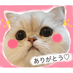 Fluffy Cat MARO Sticker
