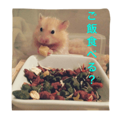 ハムスターのころ助 Line スタンプ Line Store ハムスターのころ助 Line スタンプ Line Store