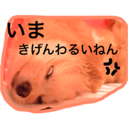 pomapoo korosuke get angry