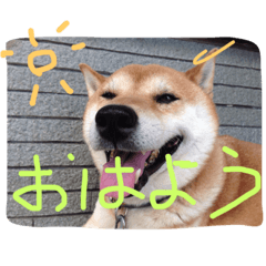 japan dog shiba-inu  photo freehand