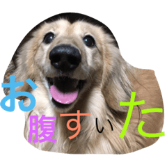 Dog&Rabbit!