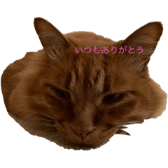 CHACHA and her friends