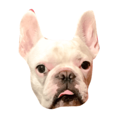 SUAMA