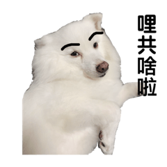 狐狸犬帥帥