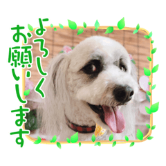 Tommy_20210519203415