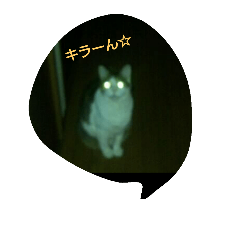 4 cat