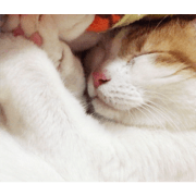 catfamily2.